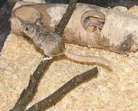  بُجر  پُڇ وارو  ناسي  ڪُوئو   Mouse-like Hamster / Calomyscus  hotsoni /      